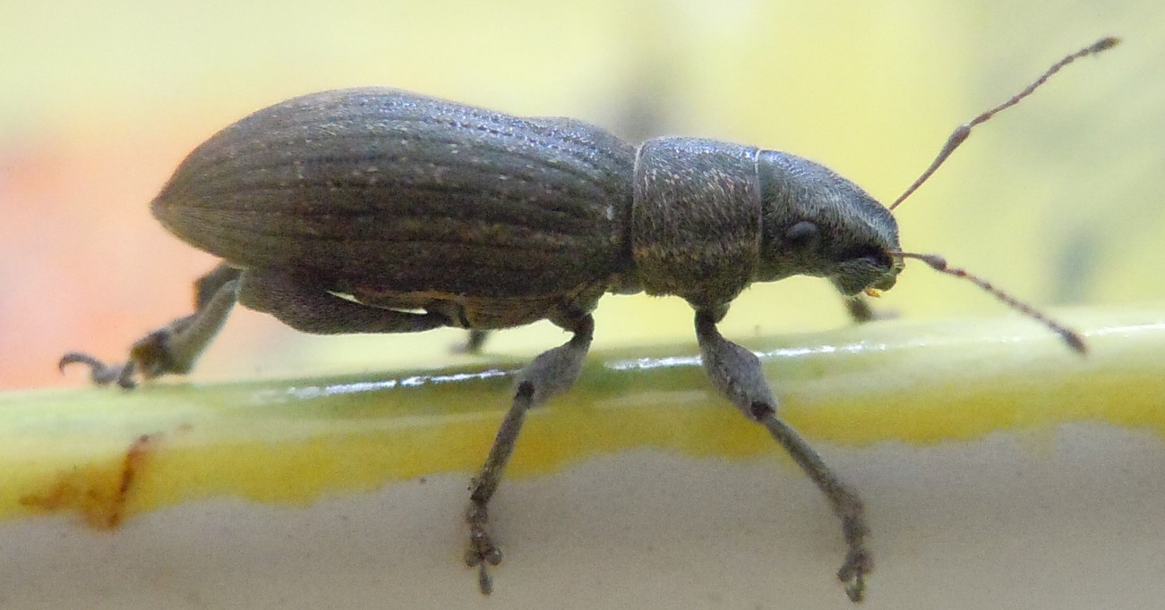 Brachyderes grisescens (Curculionidae)